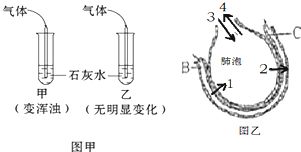 人體呼出與吸入氣體中二氧化碳含量變化探究